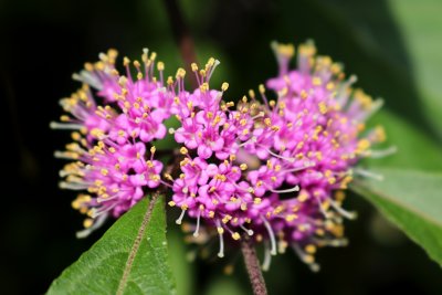Callicarpa japonica - krásnoplodka japonská - květ
